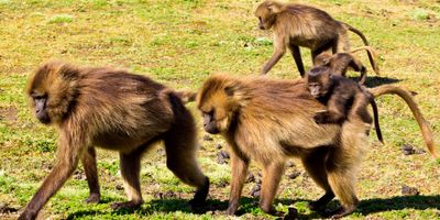 Geladas primates with young on grassland