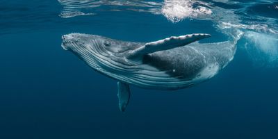 A humpback whale underwater