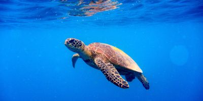 Green turtle (Chelonia mynas) approaching water surface