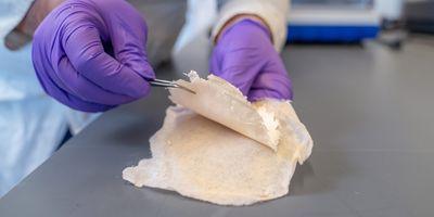 sheets of orange-tinted cotton bandage being peeled apart using tweezers, held by purple gloved hands, over a grey lab bench