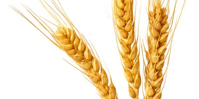 Strands of wheat on a white background