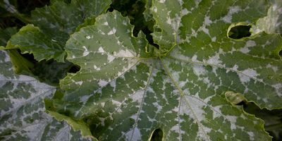 Diseased zucchini leaf