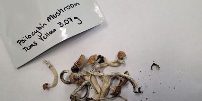 a pile of dried brown mushrooms on a white table with a white pouch next to them labeled "Psilocybin Mushroom, Texas Yellow 3.07g" written in black marker