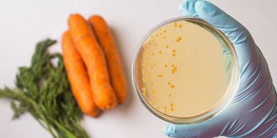 Close up on bacteria growing on agar plate with carrots in the background on a table