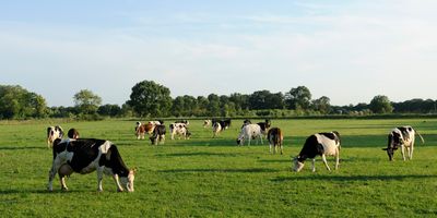 photo of a dispersed group of cows grazing in a green field with trees and blue sky with clouds in the background