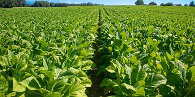 Rows of tobacco plants growing in the sun