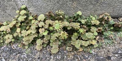 Marchantia polymorpha liverwort colony growing in an urban environment. Here both male and female umbrella-like reproductive structures can be seen