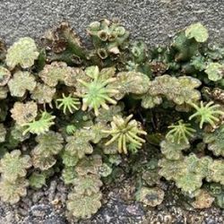 Marchantia polymorpha liverwort colony growing in an urban environment. Here both male and female umbrella-like reproductive structures can be seen