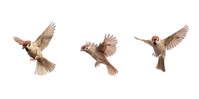 Multiple images of a bird in flight on a white background