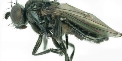 Petroleum fly magnified with a digital imaging system, supported by negative-stiffness vibration isolation.