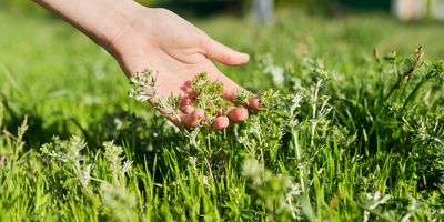 Hman hand touching a plant