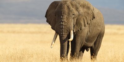 African elephant on the savanah