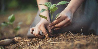 Person planting some crops in the ground