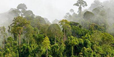 Tropical rain forest on a foggy day