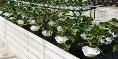 Samples of the study strawberries