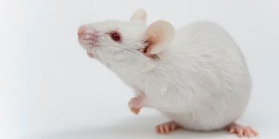 an albino mouse sitting on its hind feet on a white surface looking to the right