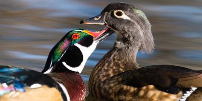 Male and female mallards in a lake