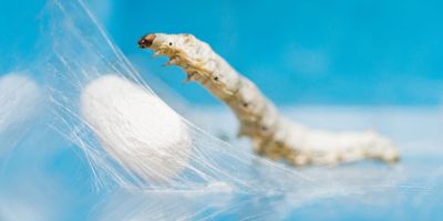 Close up of silk worm and cocoon