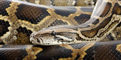 close up photo of a brown and tan burmese python resting its head on its own body while coiled up