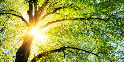 Sunlight filtering through tree branches and leaves