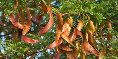 yellow and red honey locust seed pods displaying random curvature while growing on the tree