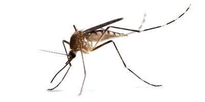 Mosquito on a white background