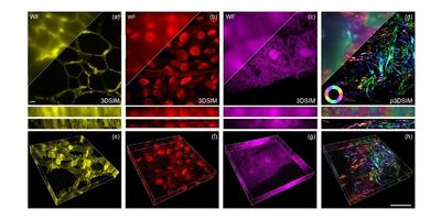 Eight differently colored squares on a white background showing 3DSIM reconstructions of plant and animal tissue samples, the top row of 4 images (labeled a-d) are a yellow square show cell walls in oleander leaves, a red square showing hollow structures within black algal leaves, a purple square showing root tips of corn tassels, and a teal/purple square showing actin filaments in mouse kidney tissue. The bottom four images (labeled e-h) show corresponding maximum intensity projection images below each matching top image.