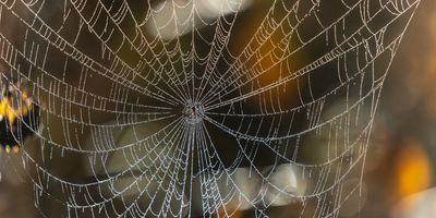 A spider web covered in dew