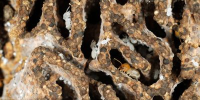 Termites in mound in soil