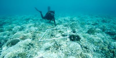 SCUBA diver doing research on a coral reef