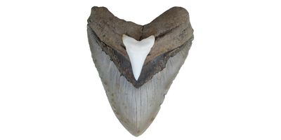 smaller white great white shark tooth on top of much larger grey megalodon shark tooth fossil, on a white background