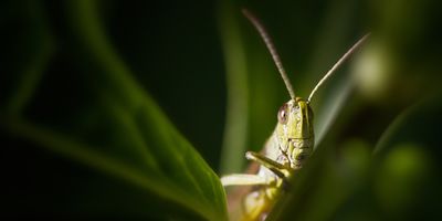 Close up on a grasshopper