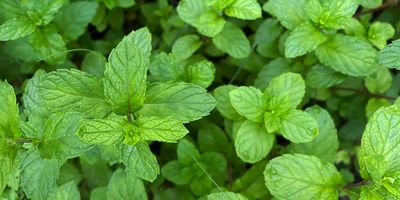 Top view of apple mint plant