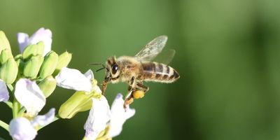 a honeybee with pollen on its back leg lands on white flowers