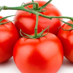 Four bright red tomatoes on a green vine with a white background