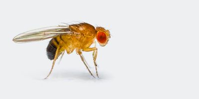 Single, male fruit fly on a white background