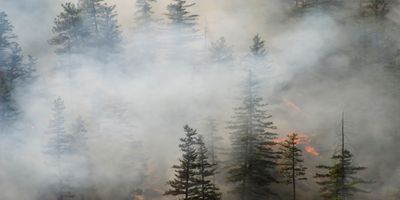 Fire and smoke in a pine forest