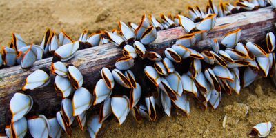 using barnacles to locate people missing at sea