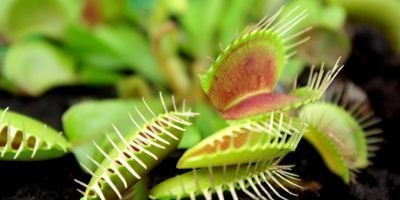 Venus flytrap