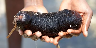 A person holding a sea cucumber out of water