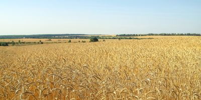 a lush golden wheat field stretching out to the horizon with some green trees in the far distance under a blue hazy sky