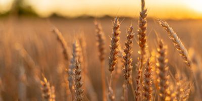 Close up of wheat field