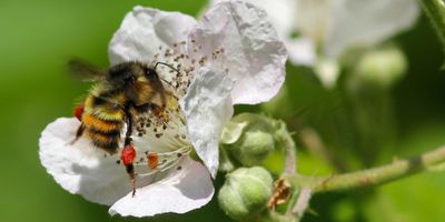 a photo showing a Yellowheaded Bumble Bee collecting pollen and nectar from a white flower