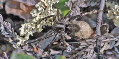 Wolf Spider