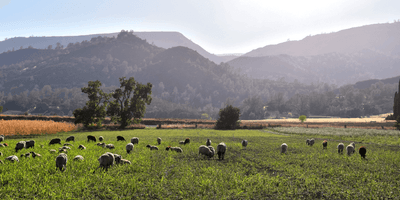 a photo of sheep, in a green field with mountains in the background, being used to fertilize a pasture in California before crops are planted