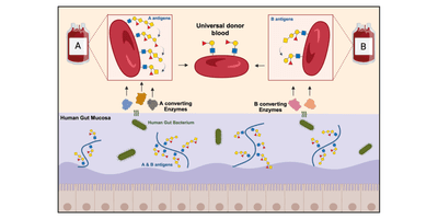 Illustration showing The ABO blood group antigens found on the surface of red blood cells are also found on the mucosal layer that lines the surface of the gut. Researchers have harnessed a specialized human gut bacterium and its ability to use these antigens as nutrients to discover and develop two enzyme mixtures that convert group A and B red blood cells into universal donor blood.