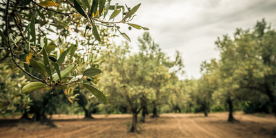 How to Save Olive Trees from Verticillium Wilt