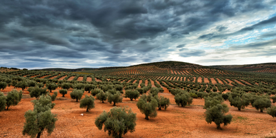 olive plantation in Spain