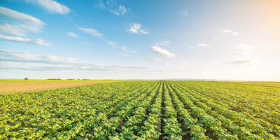 potato fields