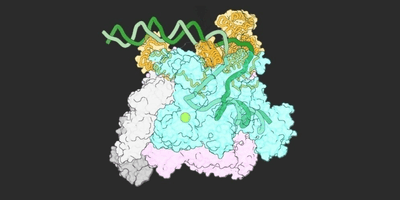 One of the first-ever images of the open complex that forms when RNAP encounters DNA and kicks off the process of transcription